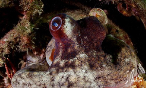 This image of an Octopus was taken during a morning dive ... by Steven Anderson 